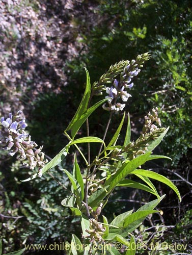 Image of Psoralea glandulosa (Culén / Cule). Click to enlarge parts of image.