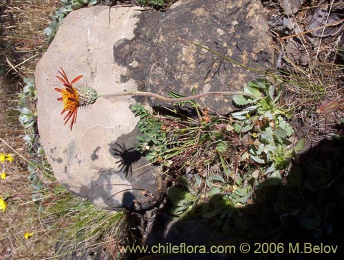 Haplopappus macrocephalus의 사진