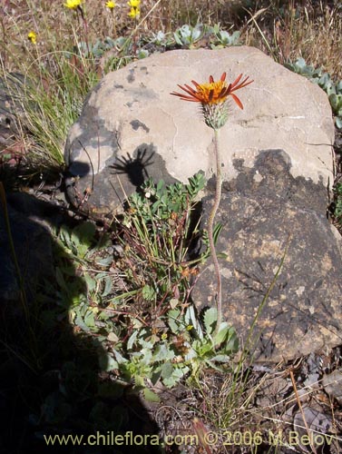 Haplopappus macrocephalus의 사진
