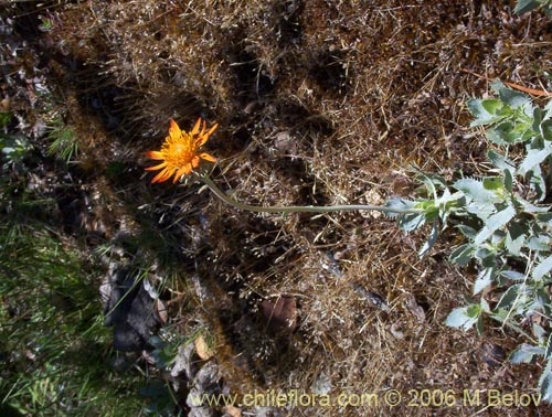 Haplopappus macrocephalus의 사진