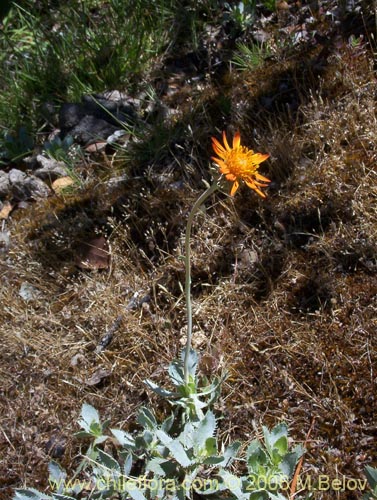 Haplopappus macrocephalus의 사진