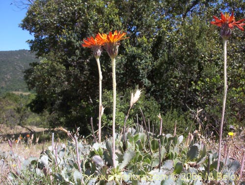 Haplopappus macrocephalus의 사진