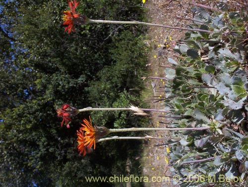 Haplopappus macrocephalus의 사진