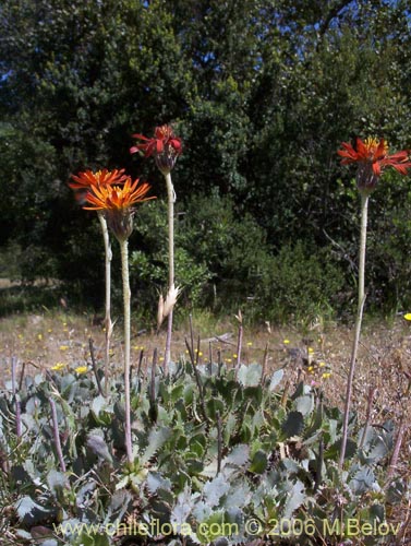 Haplopappus macrocephalus의 사진