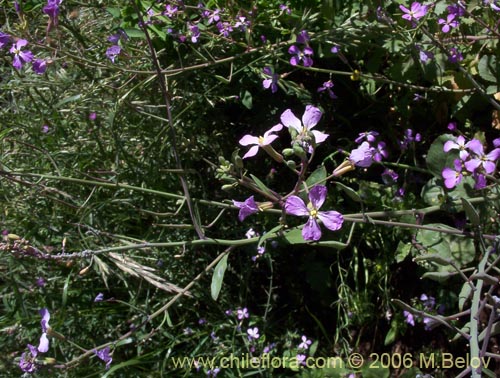 Image of Raphanus raphanistrum (Rabano silvestre). Click to enlarge parts of image.