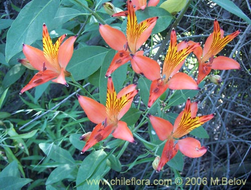 Alstroemeria ligtu ssp. ligtu的照片