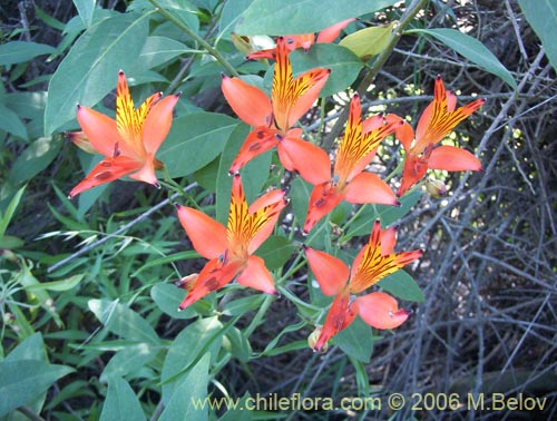 Alstroemeria ligtu ssp. ligtu的照片