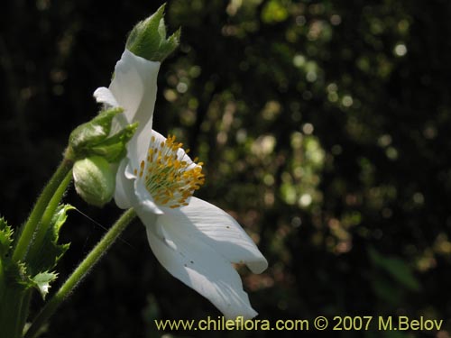 Image of Anemone moorei (). Click to enlarge parts of image.