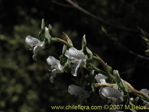 Image of Chloraea galeata (). Click to enlarge parts of image.