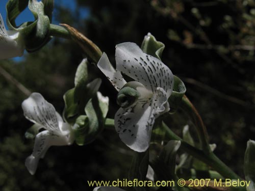 Image of Chloraea galeata (). Click to enlarge parts of image.