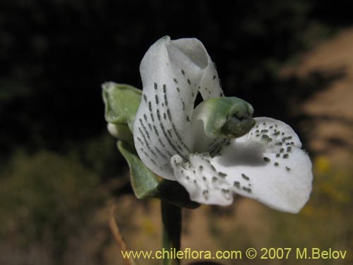 Image of Chloraea galeata (). Click to enlarge parts of image.