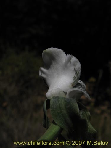 Image of Chloraea galeata (). Click to enlarge parts of image.