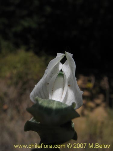 Image of Chloraea galeata (). Click to enlarge parts of image.