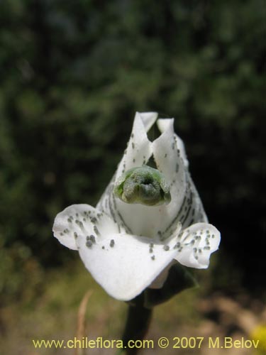 Image of Chloraea galeata (). Click to enlarge parts of image.