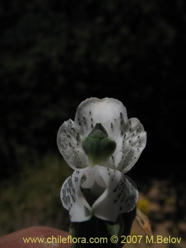 Image of Chloraea galeata (). Click to enlarge parts of image.