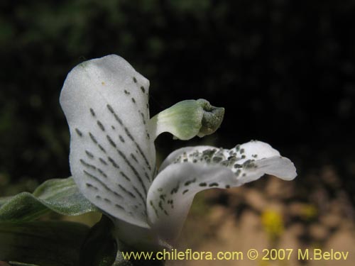 Image of Chloraea galeata (). Click to enlarge parts of image.