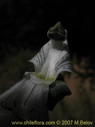 Image of Chloraea galeata (). Click to enlarge parts of image.