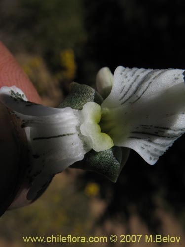 Image of Chloraea galeata (). Click to enlarge parts of image.