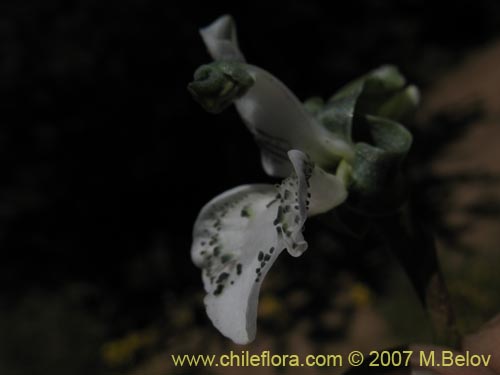 Image of Chloraea galeata (). Click to enlarge parts of image.