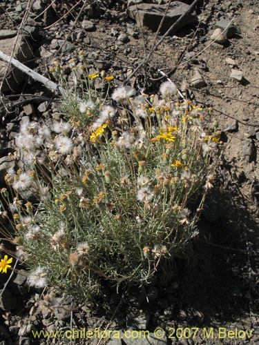 Bild von Senecio sp.  #1935 (). Klicken Sie, um den Ausschnitt zu vergrössern.