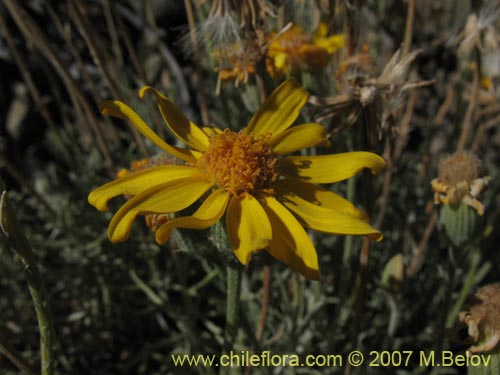 Bild von Senecio sp.  #1935 (). Klicken Sie, um den Ausschnitt zu vergrössern.