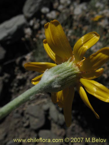 Bild von Senecio sp.  #1935 (). Klicken Sie, um den Ausschnitt zu vergrössern.