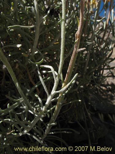 Bild von Senecio sp. #1935 (). Klicken Sie, um den Ausschnitt zu vergrössern.