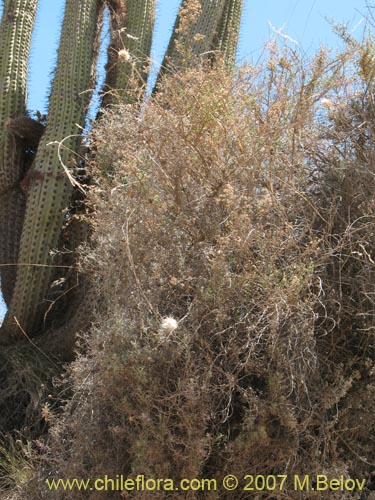 Mutisia rosea의 사진