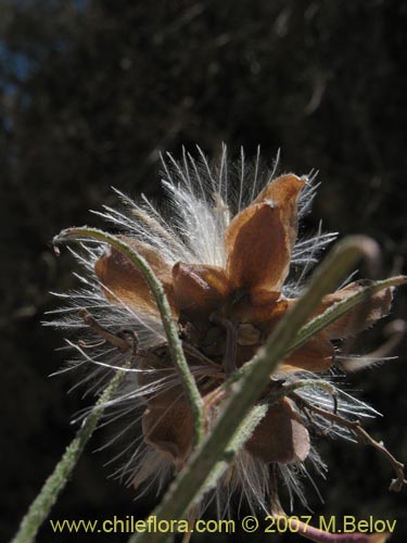 Mutisia rosea의 사진