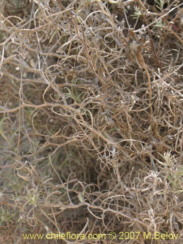 Mutisia rosea의 사진