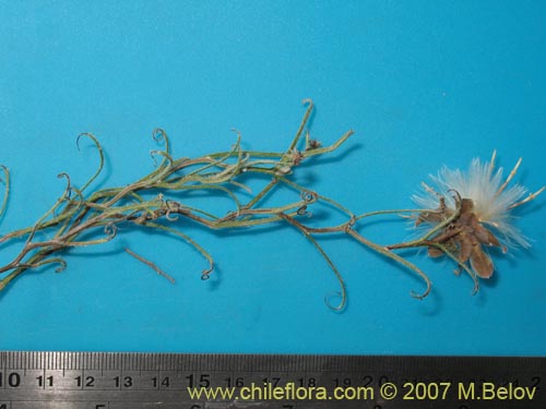 Mutisia rosea의 사진