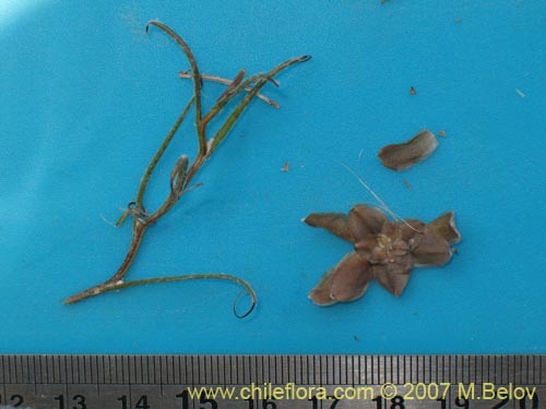 Mutisia rosea의 사진