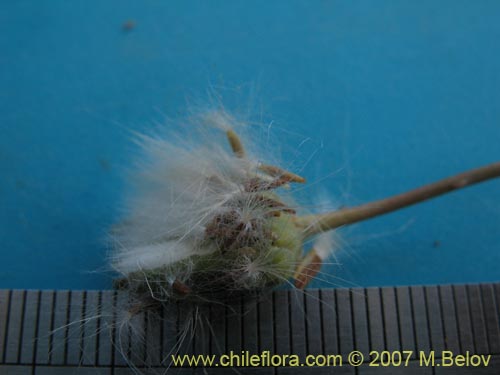 Image of Moscharia pinnatifida (). Click to enlarge parts of image.