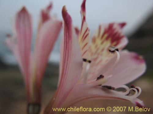 Image of Alstroemeria diluta ssp. chrysantha (). Click to enlarge parts of image.