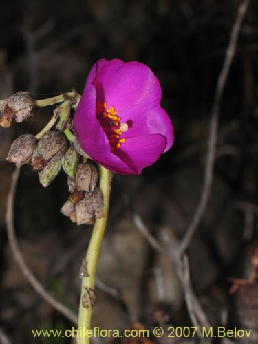 Cistanthe sp. #2737的照片