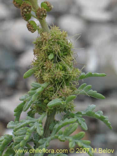 Bild von Ambrosia chamissonis (). Klicken Sie, um den Ausschnitt zu vergrössern.