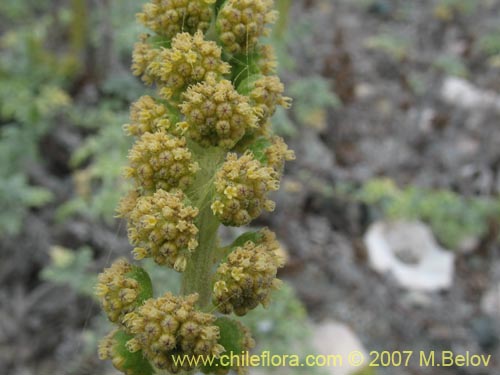 Bild von Ambrosia chamissonis (). Klicken Sie, um den Ausschnitt zu vergrössern.