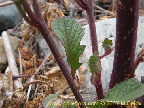 Image of Raphanus raphanistrum (Rabano silvestre). Click to enlarge parts of image.