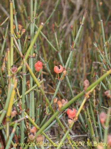 Bild von Ephedra chilensis (Pingo-pingo / Transmontana / Solupe). Klicken Sie, um den Ausschnitt zu vergrössern.