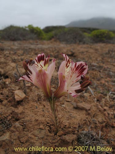 Image of Alstroemeria diluta ssp. chrysantha (). Click to enlarge parts of image.