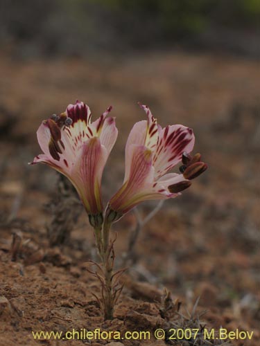 Image of Alstroemeria diluta ssp. chrysantha (). Click to enlarge parts of image.