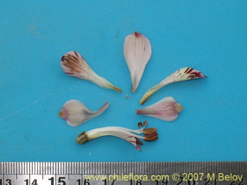 Image of Alstroemeria diluta ssp. chrysantha (). Click to enlarge parts of image.