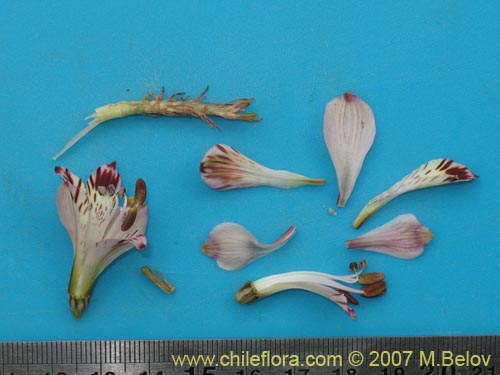 Image of Alstroemeria diluta ssp. chrysantha (). Click to enlarge parts of image.