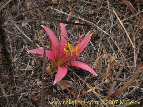 Imágen de Rhodophiala advena (). Haga un clic para aumentar parte de imágen.