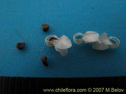 Imágen de Cristaria glaucophylla (). Haga un clic para aumentar parte de imágen.