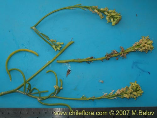 Brassicaceae sp. #1367의 사진