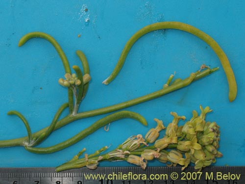 Brassicaceae sp. #1367의 사진