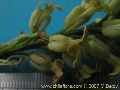 Bild von Brassicaceae sp. #1367 (). Klicken Sie, um den Ausschnitt zu vergrössern.