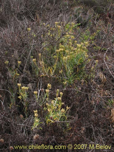 Bild von Brassicaceae sp. #1367 (). Klicken Sie, um den Ausschnitt zu vergrössern.