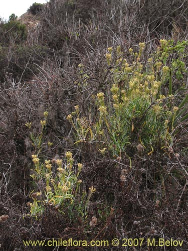 Brassicaceae sp. #1367의 사진